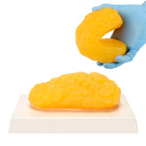 LYOU Human Body Fat Replica 1 lb model front view
