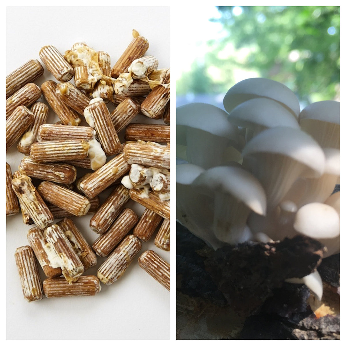 2funguys Oyster Mushroom Plug Spawn package front view