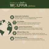 AMA GROW Wolffia Superfood 60g nutritional information