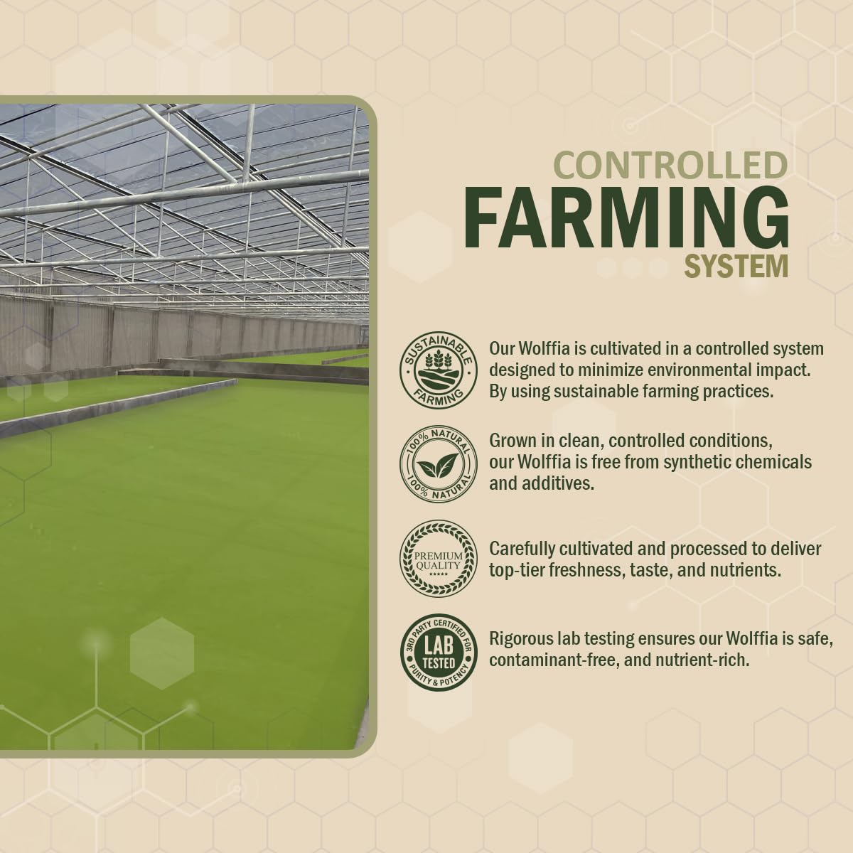 AMA GROW Wolffia Superfood 60g with fresh vegetables