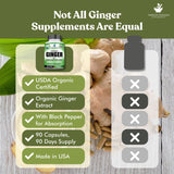 American Standard Supplements Organic Ginger Capsules displayed with a measuring spoon