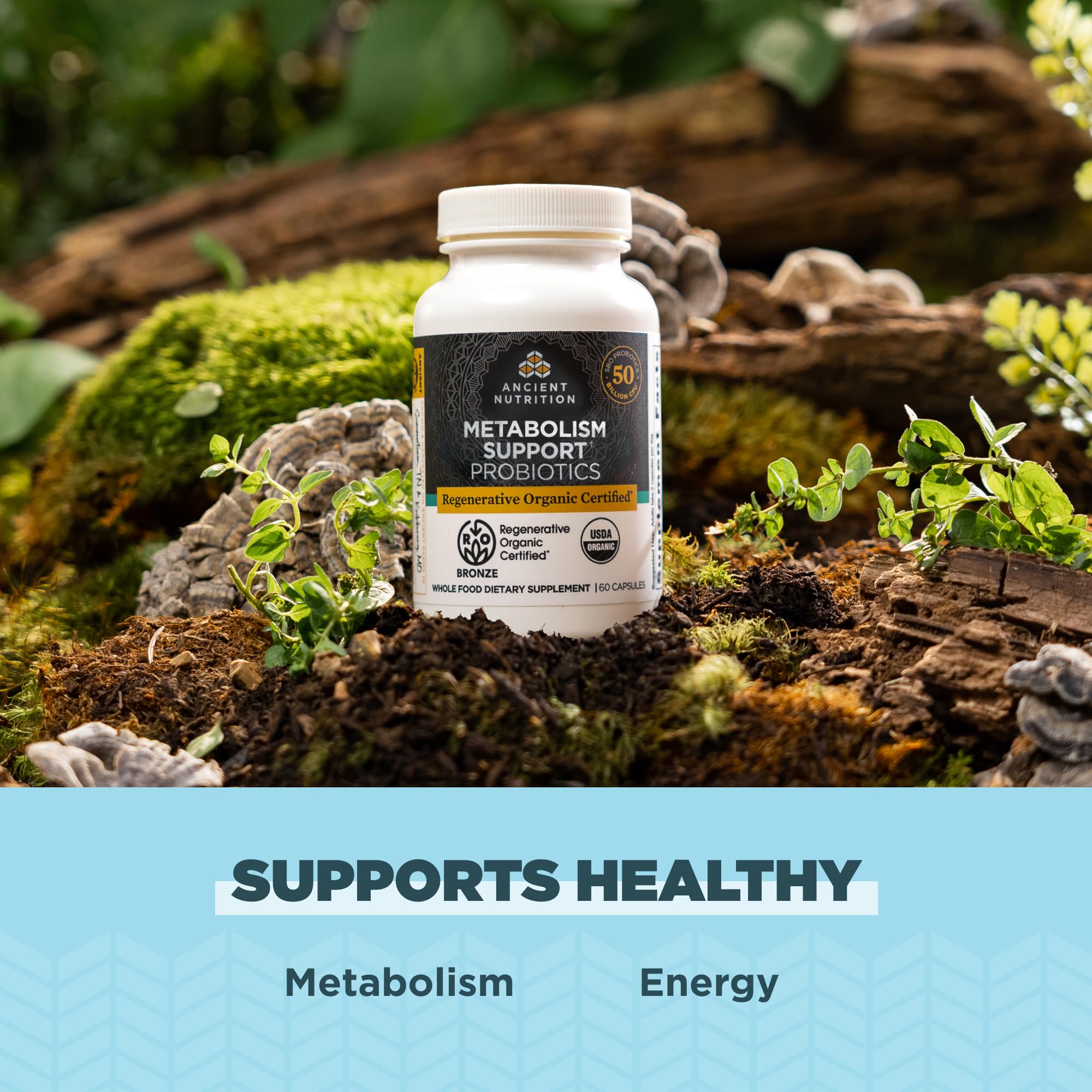 Ancient Nutrition a balanced routine Support Probiotics displayed with fresh ginger and mushrooms