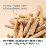 Ancient Nutrition Menopause Support Multivitamin on a table