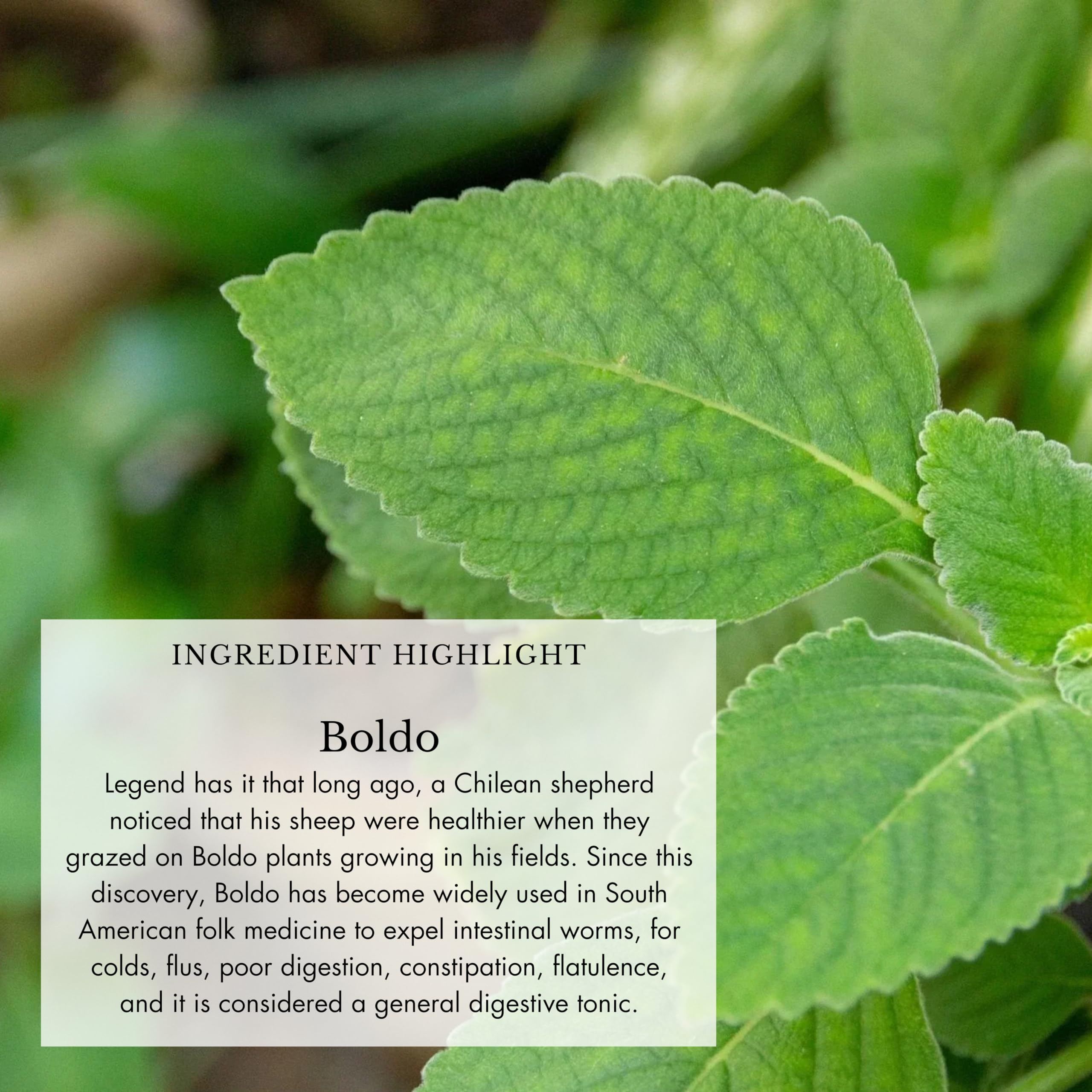 Anima Mundi Apothecary Echinacea Herbal Supplement packaging