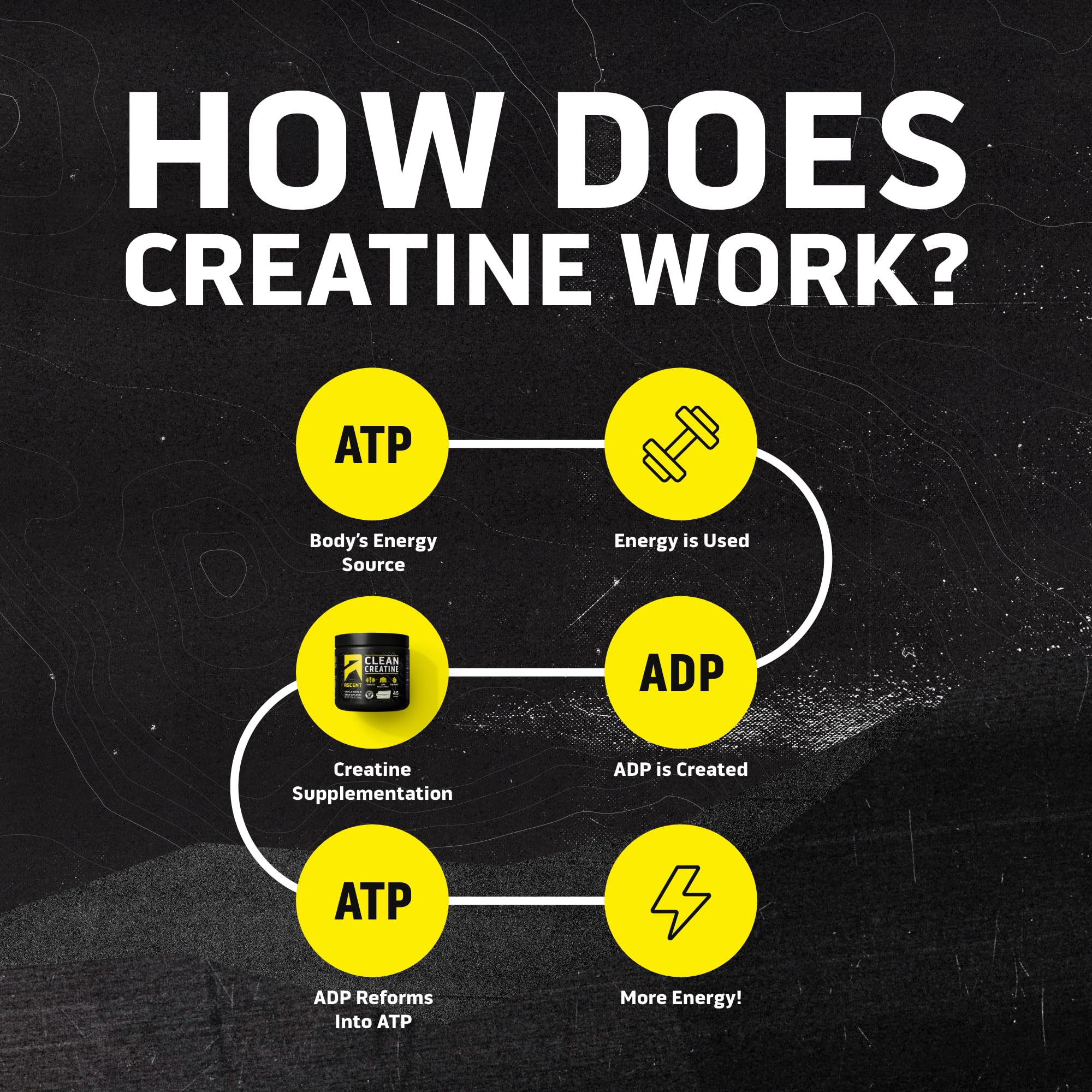 Ascent Clean Creatine Monohydrate 225g scoop