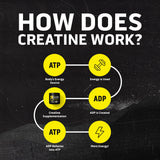 Ascent Clean Creatine Monohydrate 225g scoop
