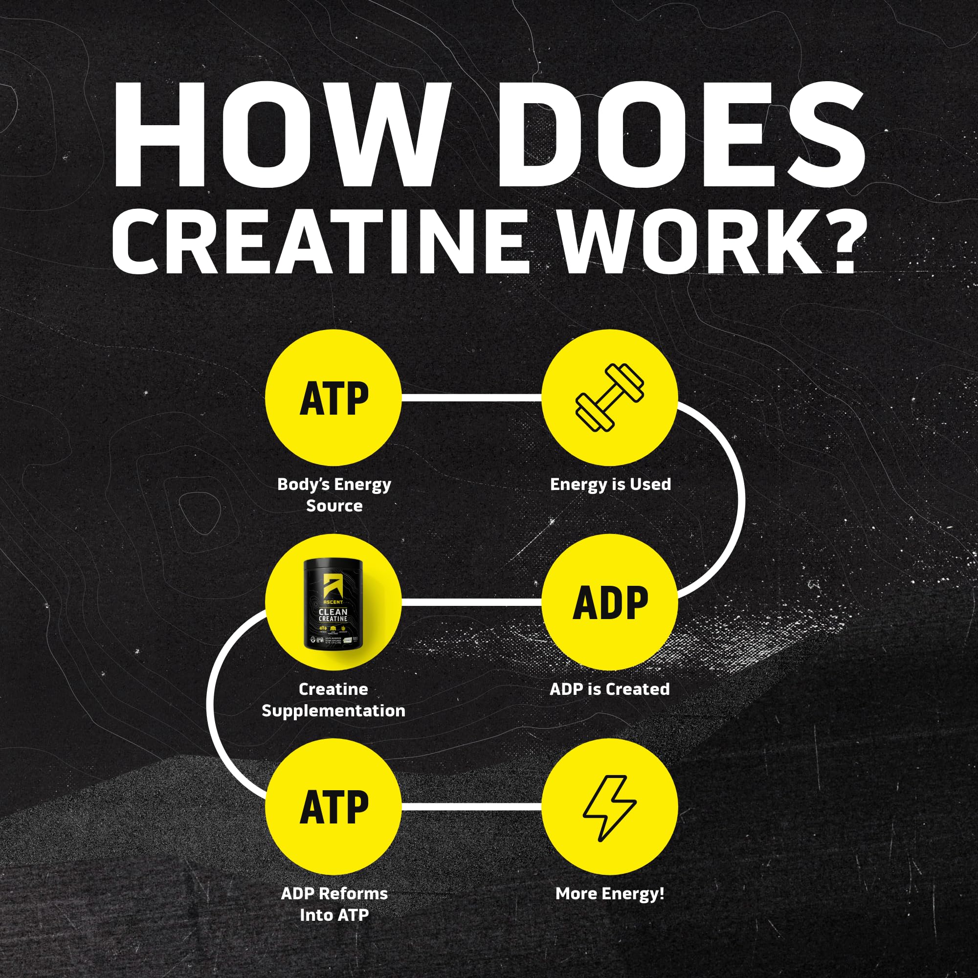 Ascent Clean Creatine Monohydrate 454g back view