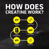 Ascent Clean Creatine Monohydrate 454g back view