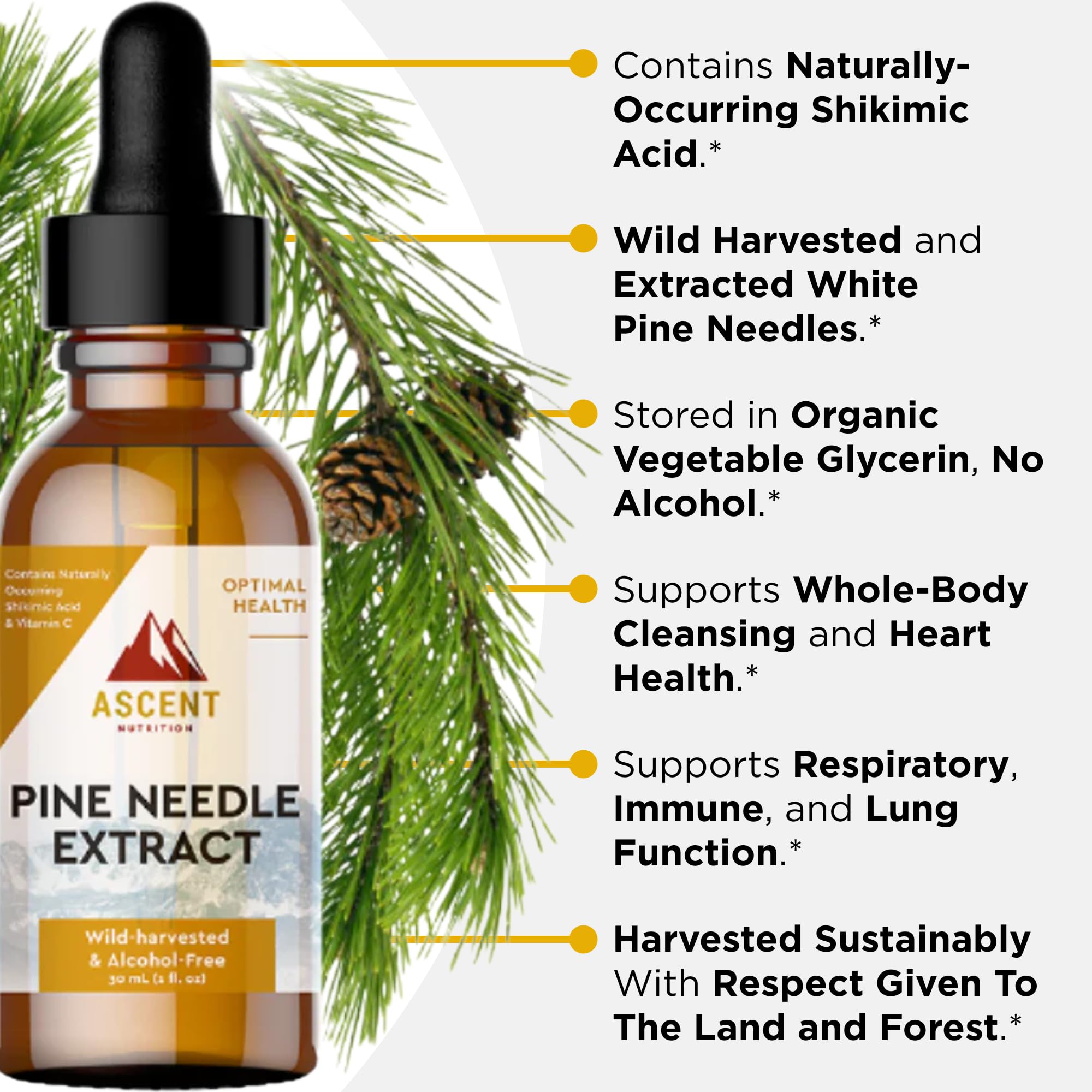 Ascent Nutrition Eastern White Pine Extract 28g tincture dropper