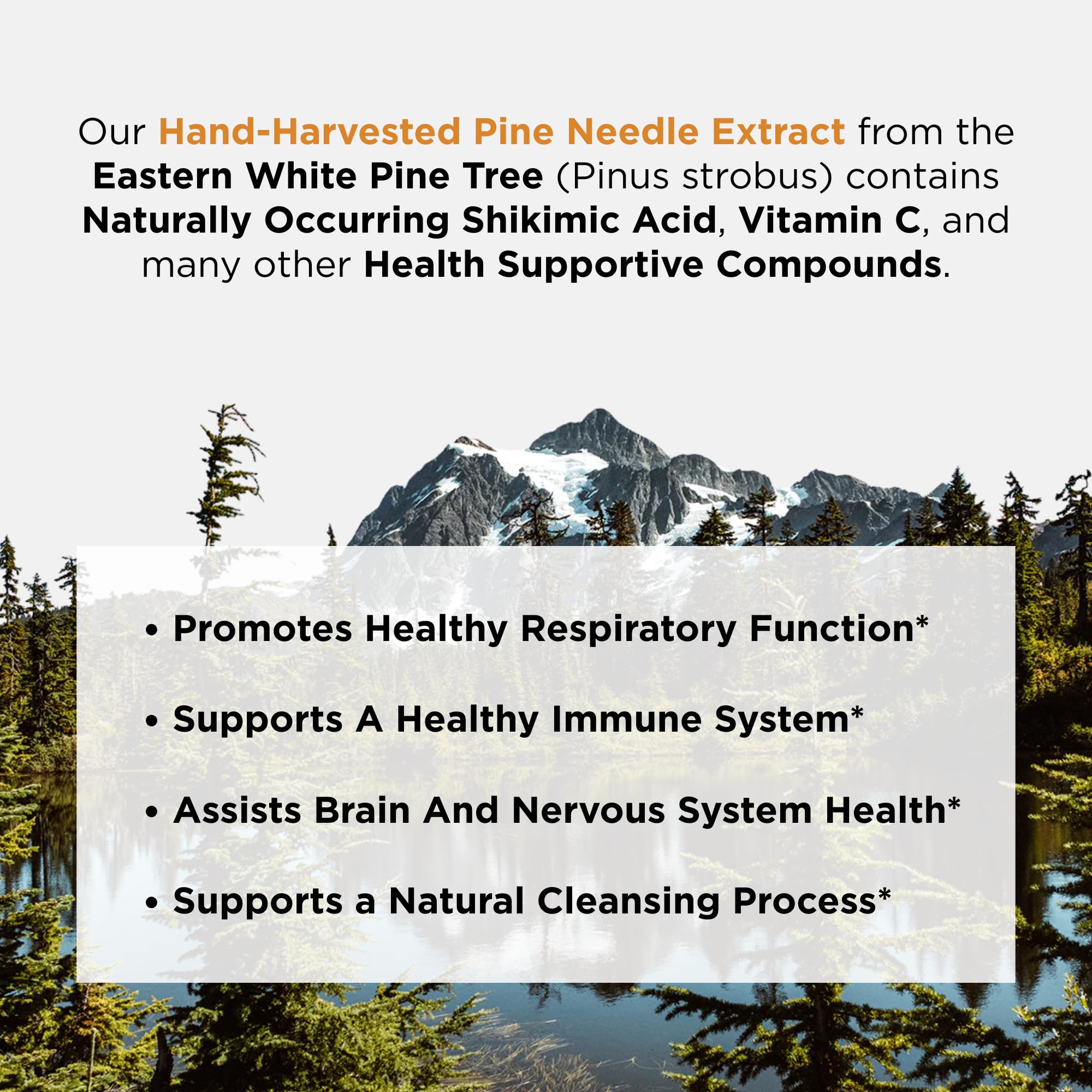 Ascent Nutrition Eastern White Pine Extract 28g tincture lifestyle scene