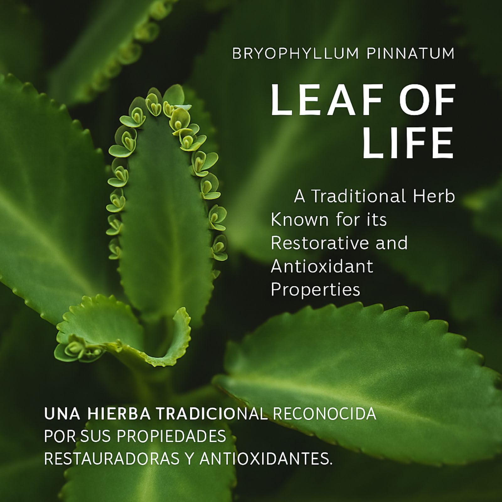 B-Experts Leaf of Life Herbal Supplement capsules on a wooden surface