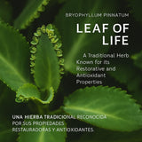 B-Experts Leaf of Life Herbal Supplement capsules on a wooden surface