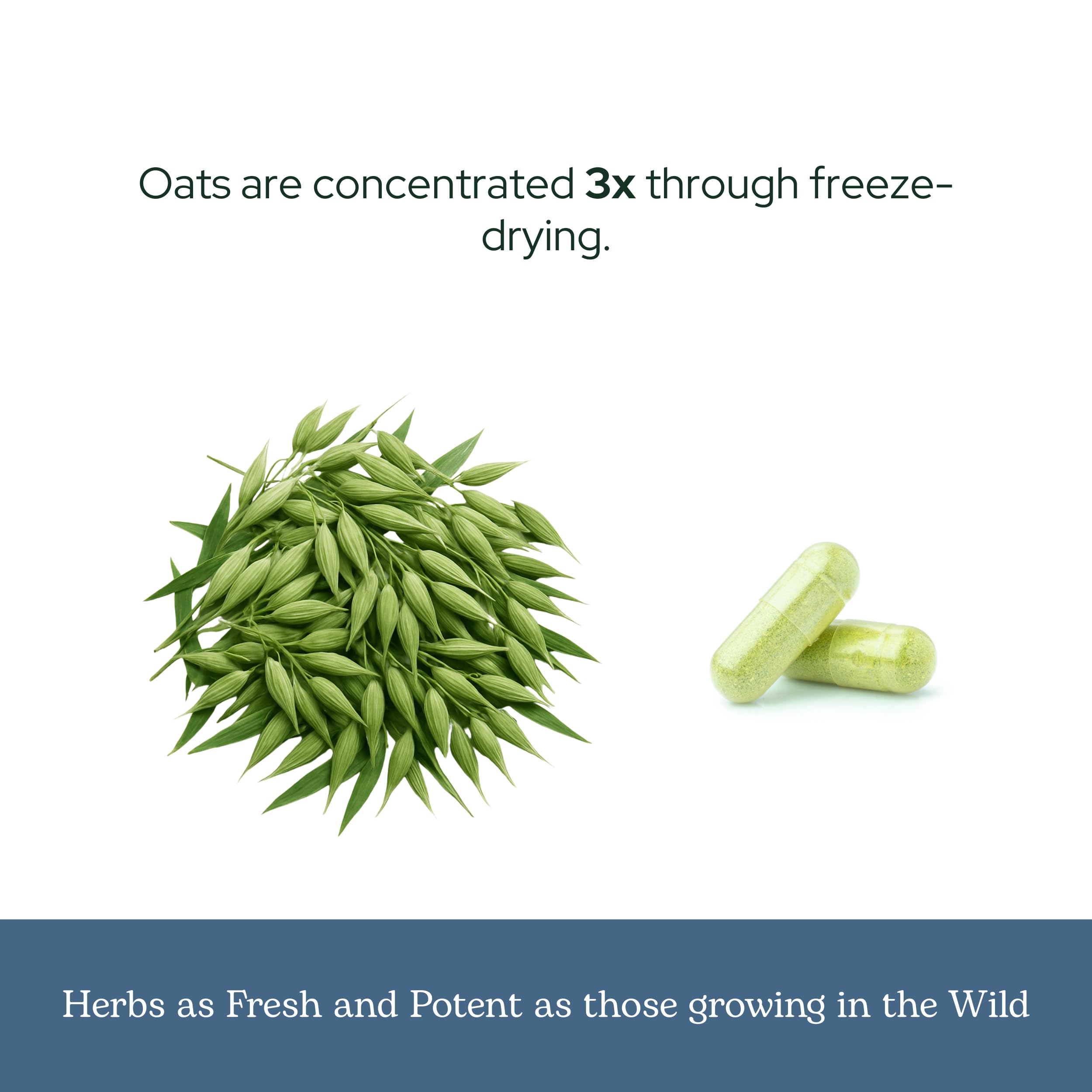 Back view of ECLECTIC INSTITUTE Oats Capsules packaging
