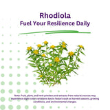 Back view of Paradise Herbs Rhodiola Rosea packaging