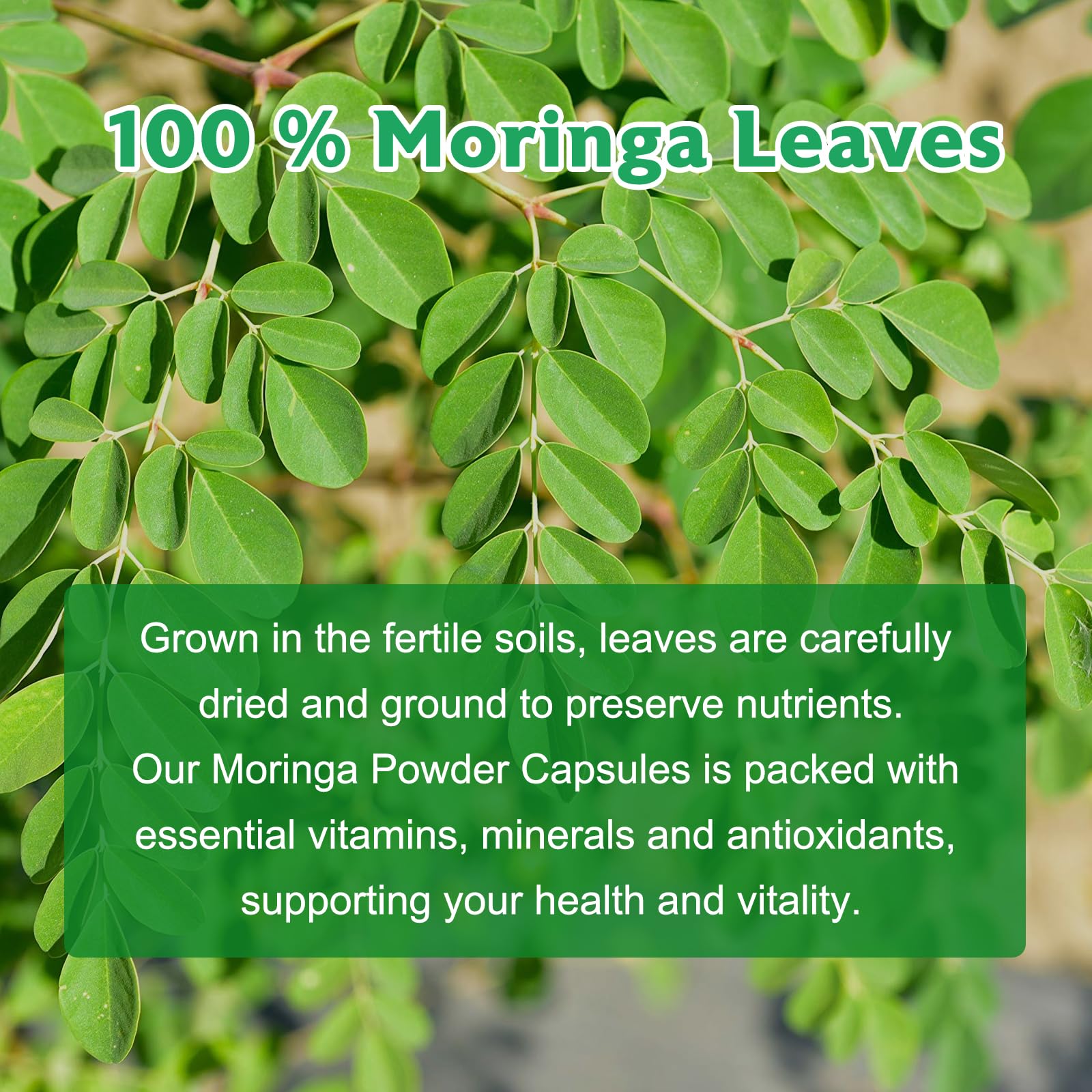Balincer Moringa Capsules bottle back view with ingredient list