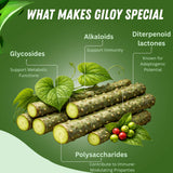 BASIC AYURVEDA Giloy Powder fine texture close-up