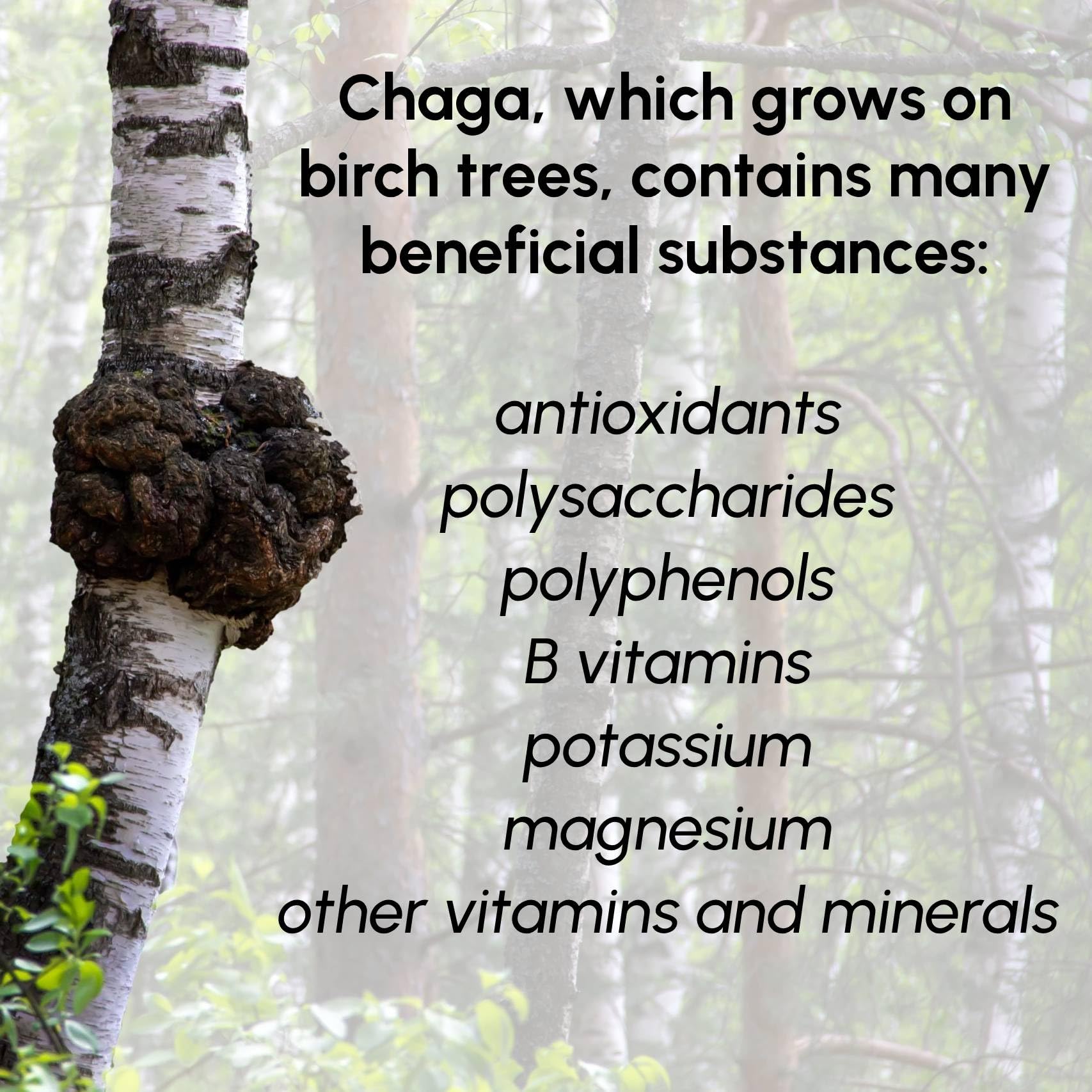 Beleon Chaga Mushroom Powder in a bowl with a spoon