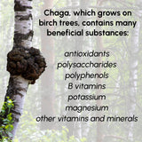 Beleon Chaga Mushroom Powder in a bowl with a spoon