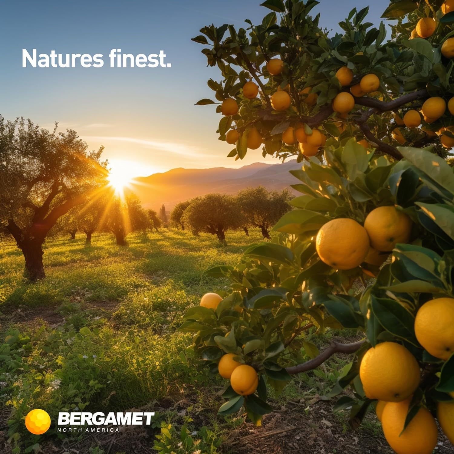 BergaMet Citrus Bergamot Supplement with fresh bergamot fruit