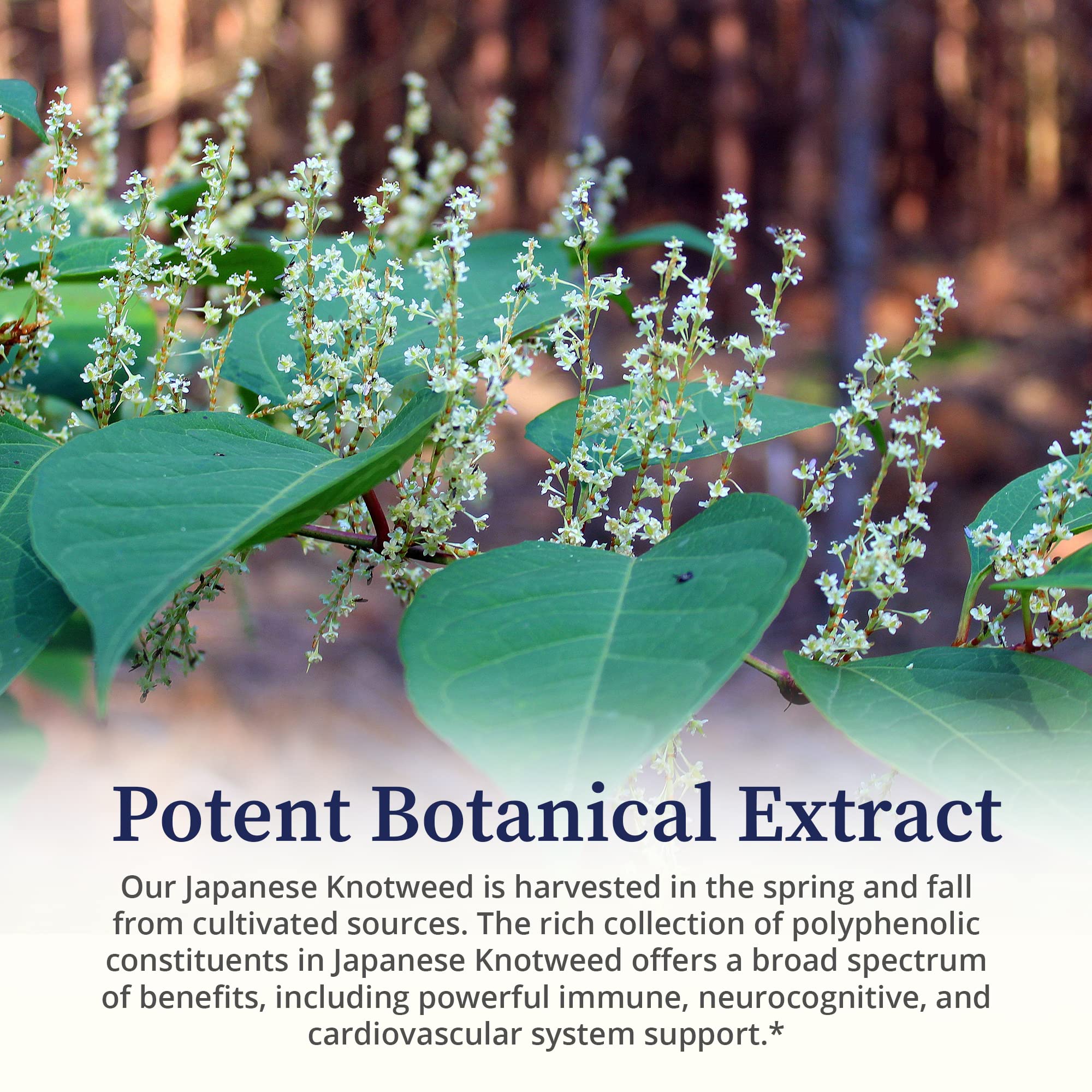BioPure Echinacea Herbal Tincture with natural background