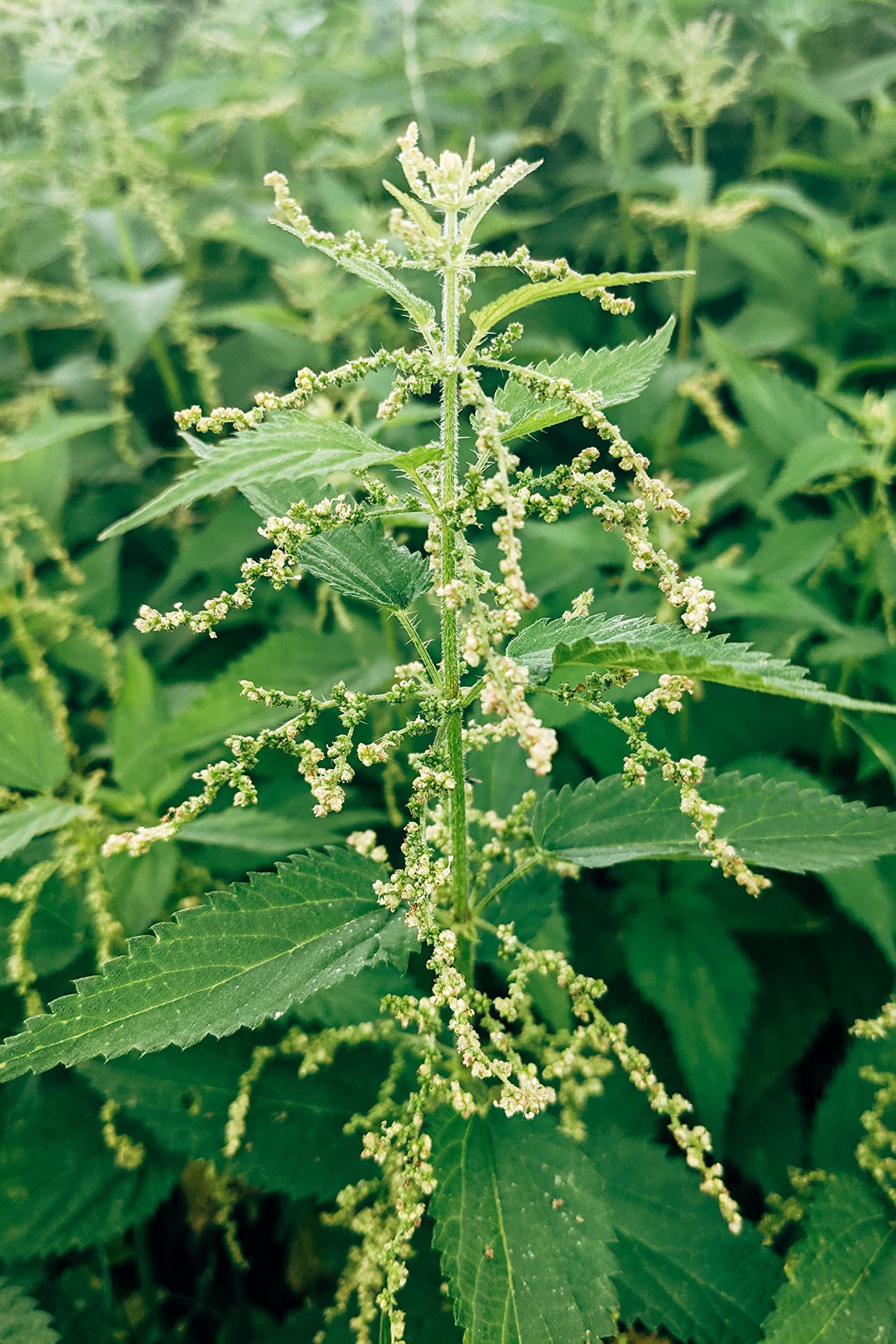 Bluechai Nettle Seeds being added to a salad