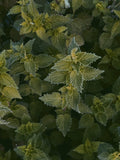 Bluechai Nettle Seeds packaging on a kitchen counter