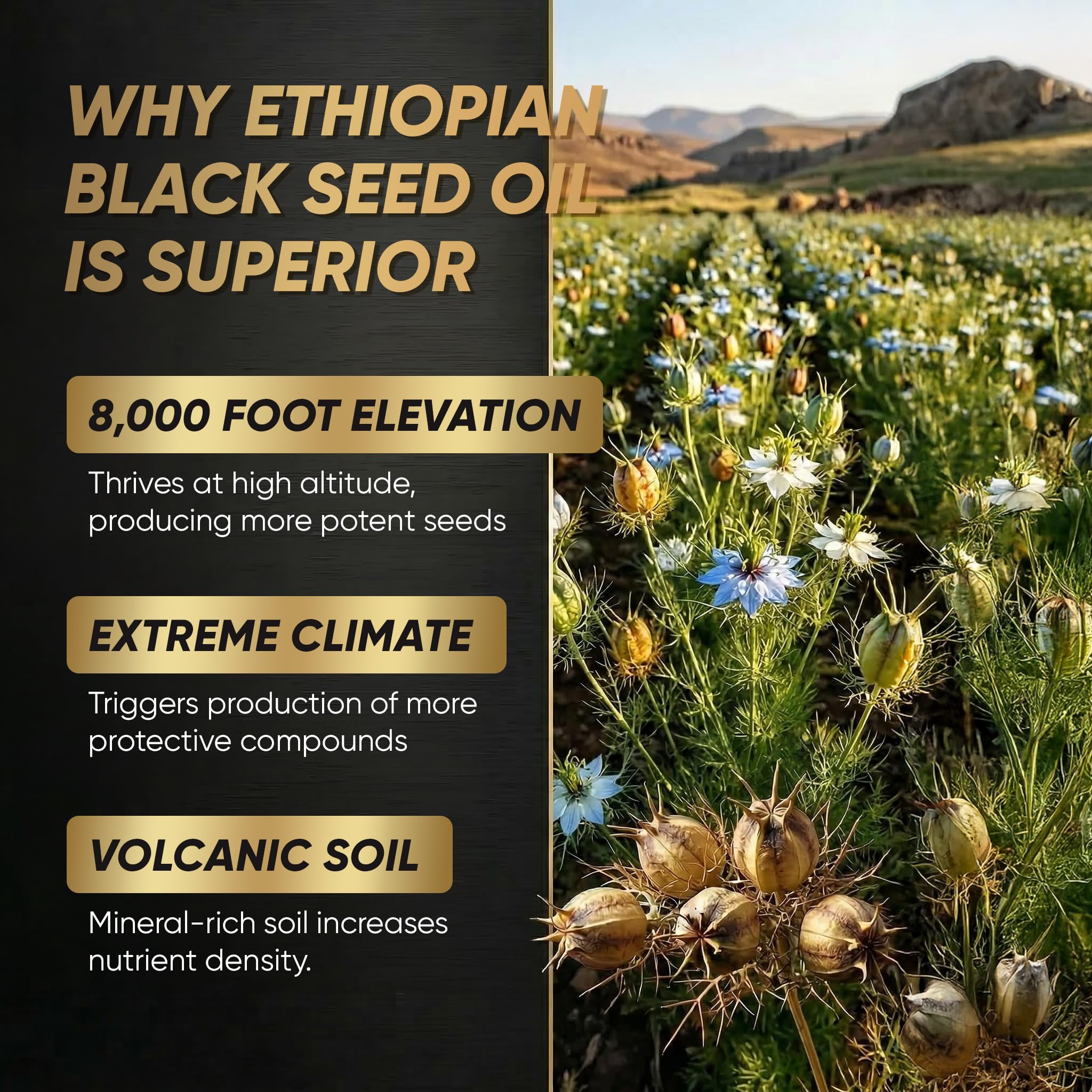 BODUNMSCA Black Seed Oil Softgels close-up