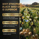 BODUNMSCA Black Seed Oil Softgels close-up