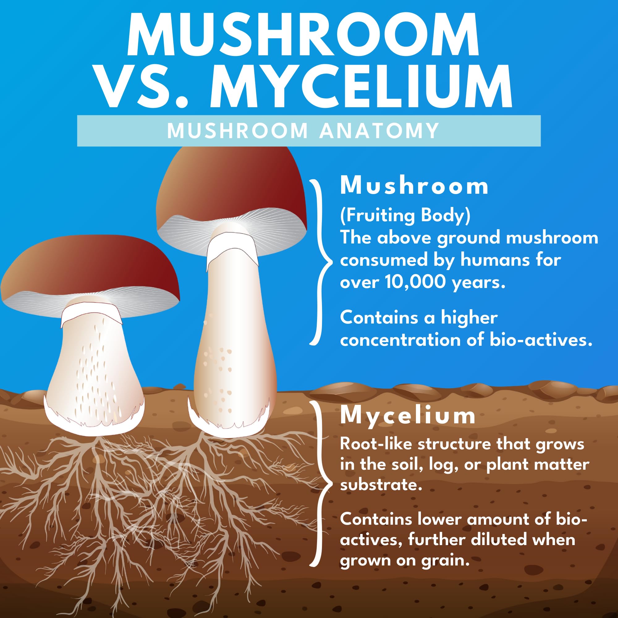 Bold Botanica Mushroom Supplement lifestyle scene with natural elements