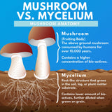 Bold Botanica Mushroom Supplement lifestyle scene with natural elements