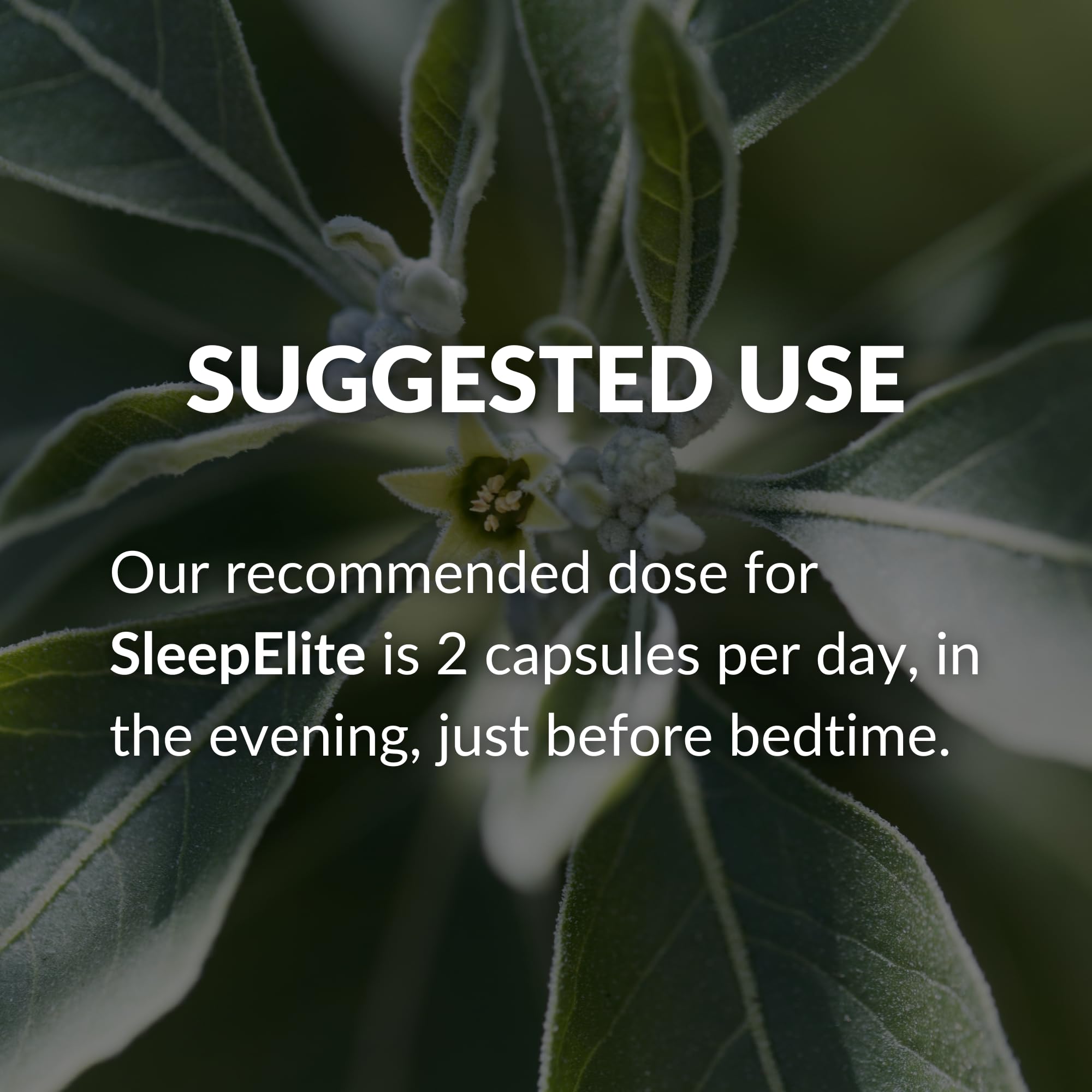 BrocElite SleepElite in a lifestyle setting