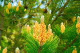 Bulgar Herbs Pine Pollen Tablets 45g side view