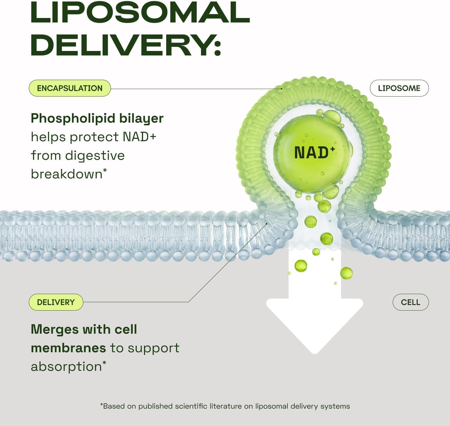 Cata-Kor Liposomal NAD+ Supplement 250mg packaging
