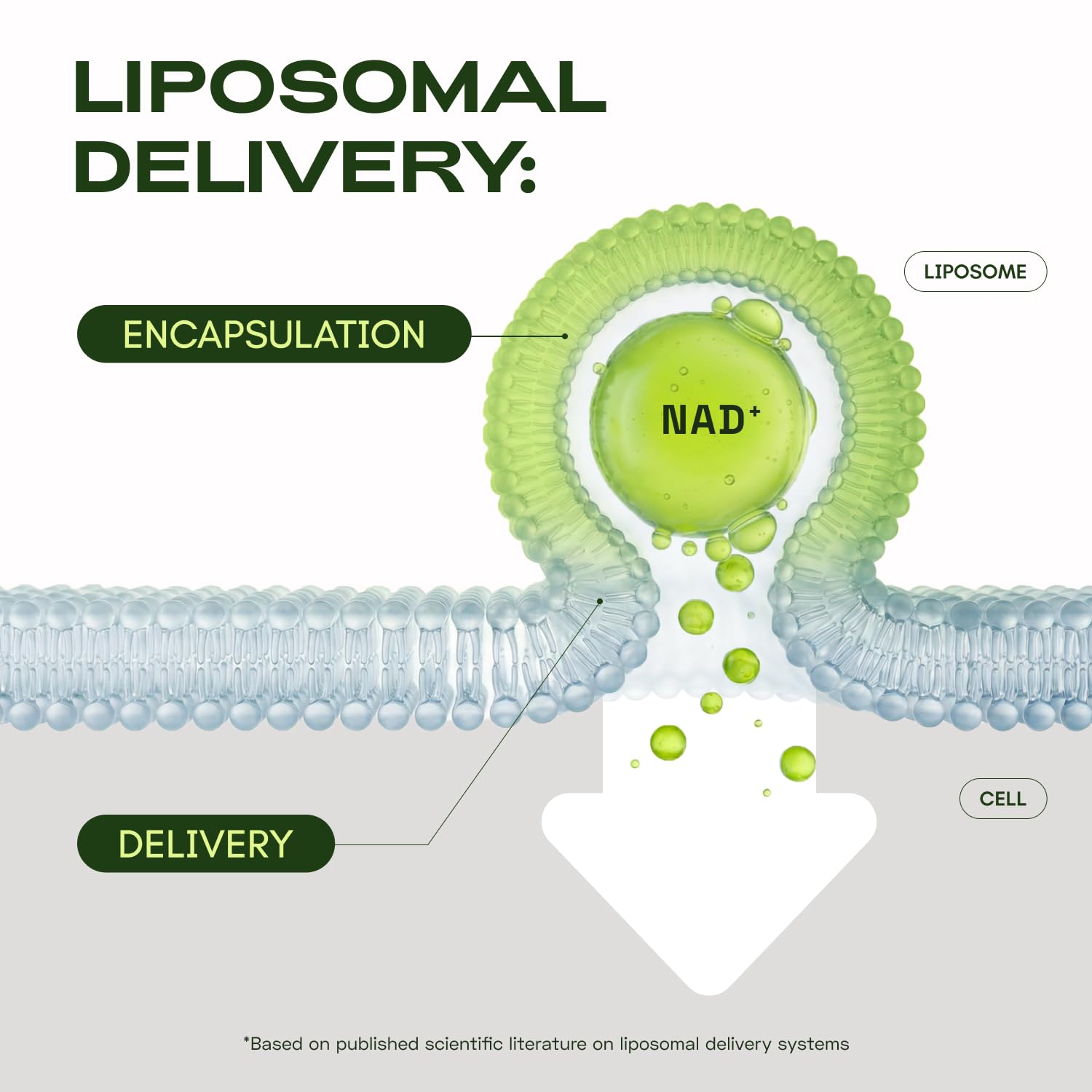 Cata-Kor Liposomal NAD+ Supplement 250mg packaging