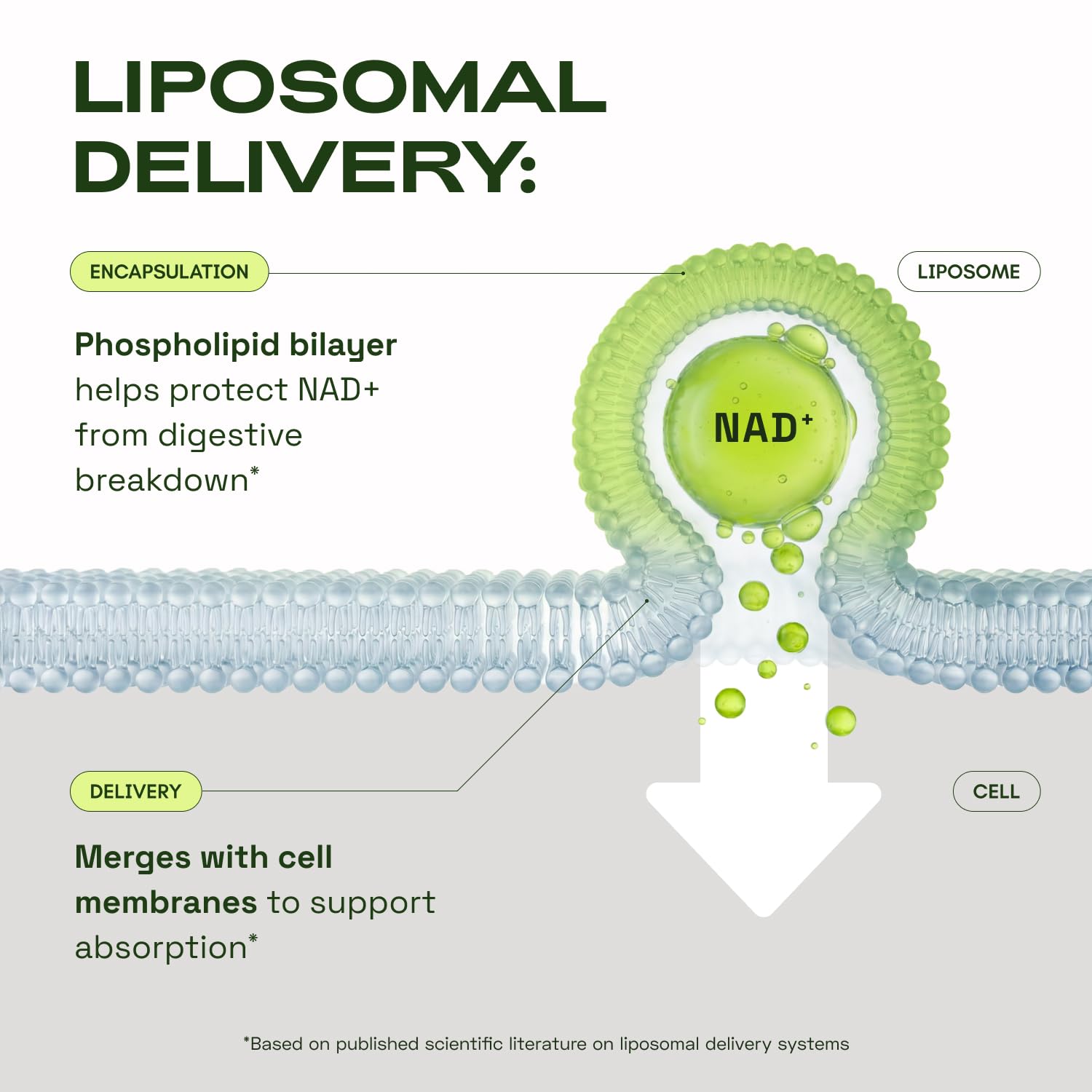 Cata-Kor Liposomal NAD+ Supplement with Resveratrol on a wooden table
