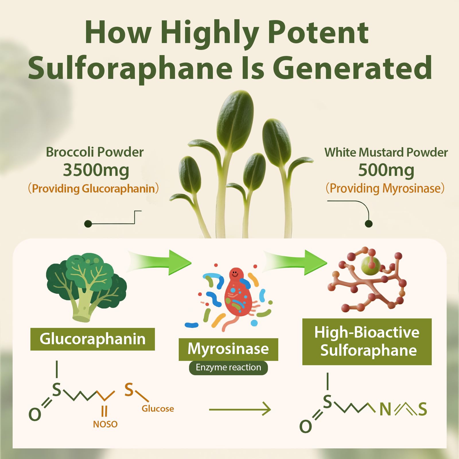 Cenffitio High Potency Sulforaphane Powder in a bowl with a spoon