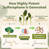 Cenffitio High Potency Sulforaphane Powder in a bowl with a spoon