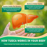 CFILIHTC TUDCA Liquid Liver Extract 1200mg with measuring dropper