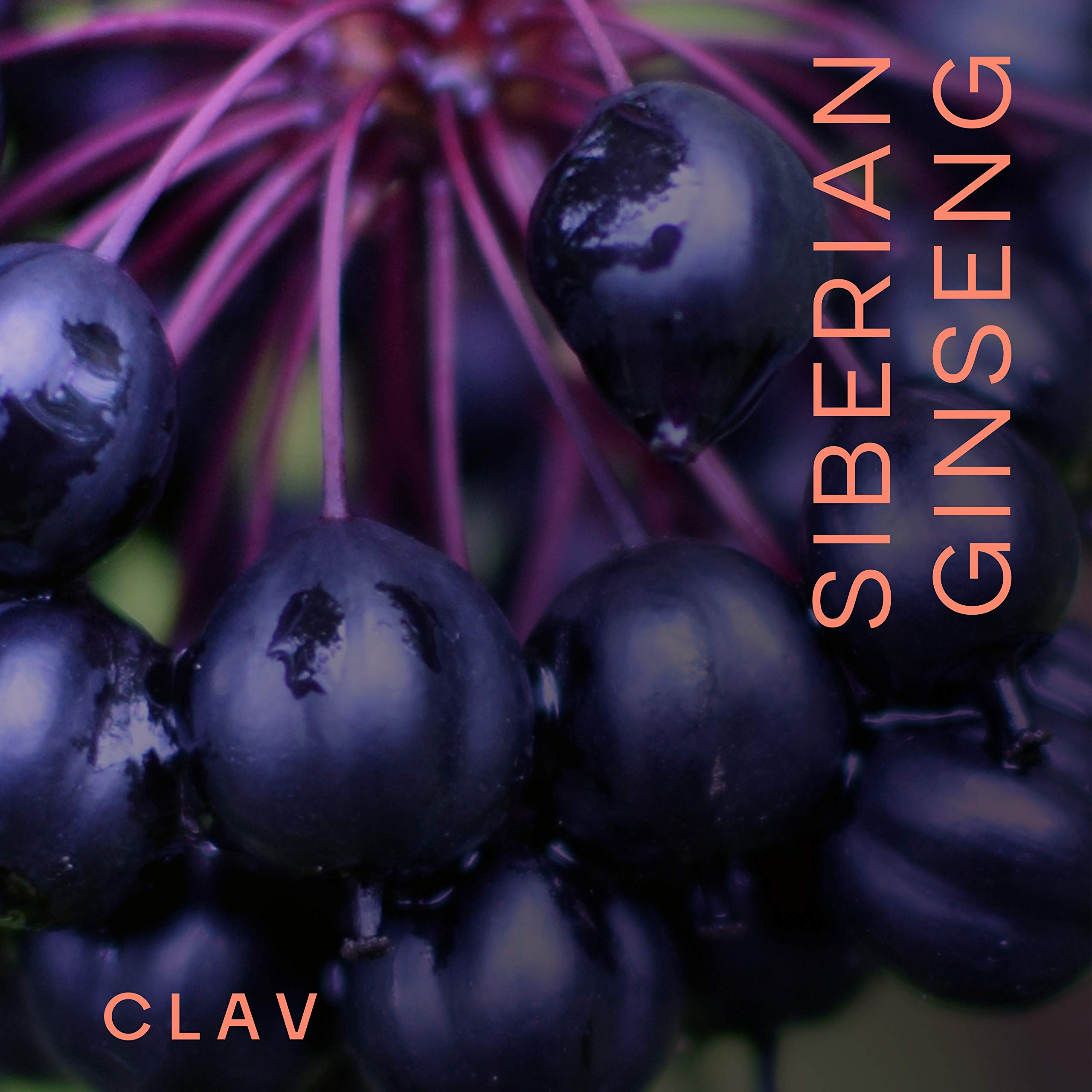 CLAV Siberian Ginseng Capsules 900mg side view