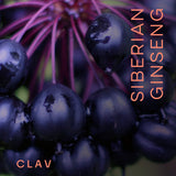 CLAV Siberian Ginseng Capsules 900mg side view