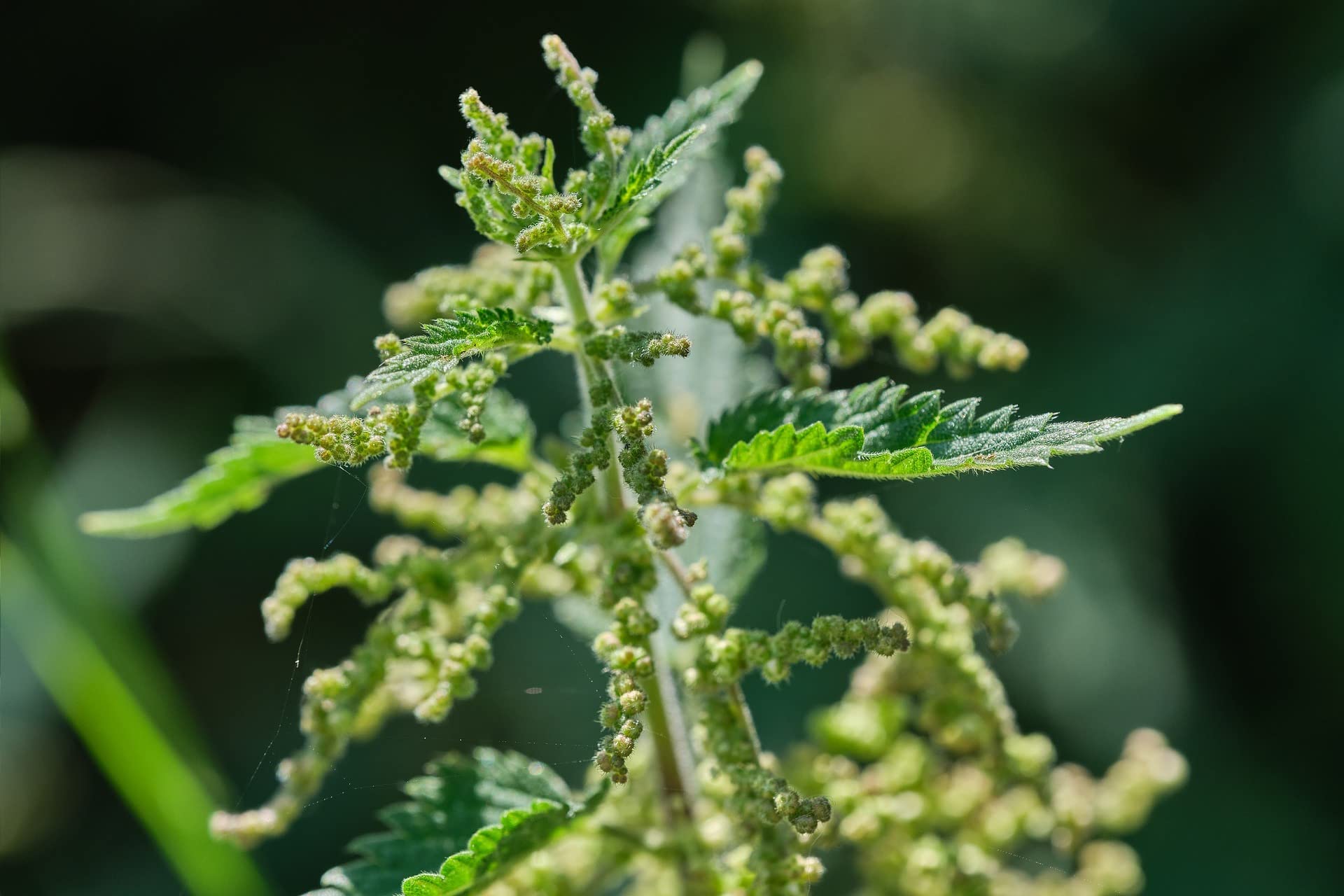 Close-up of Bluechai Nettle Seeds showcasing the seeds