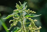 Close-up of Bluechai Nettle Seeds showcasing the seeds