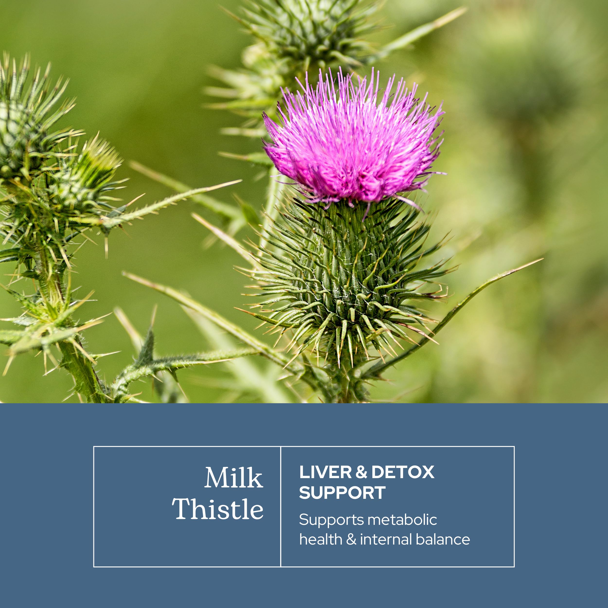 Close-up of ECLECTIC INSTITUTE Milk Thistle seed