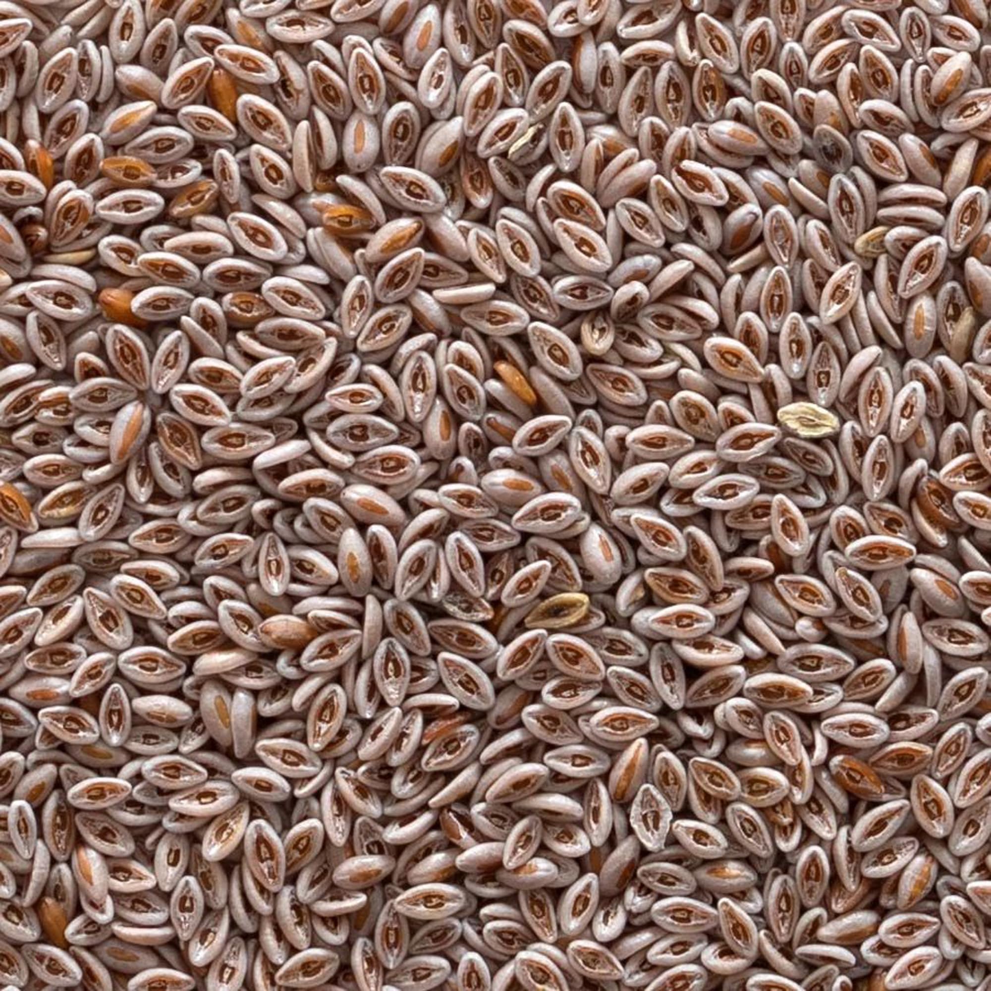 Close-up of Frontier Co-op Psyllium Husk Organic texture