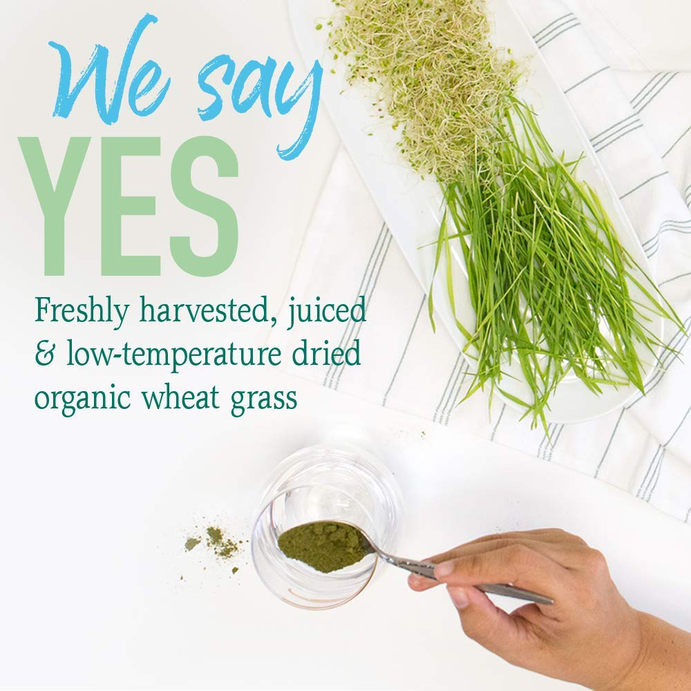 Close-up of Garden of Life Chlorophyll Superfood powder texture