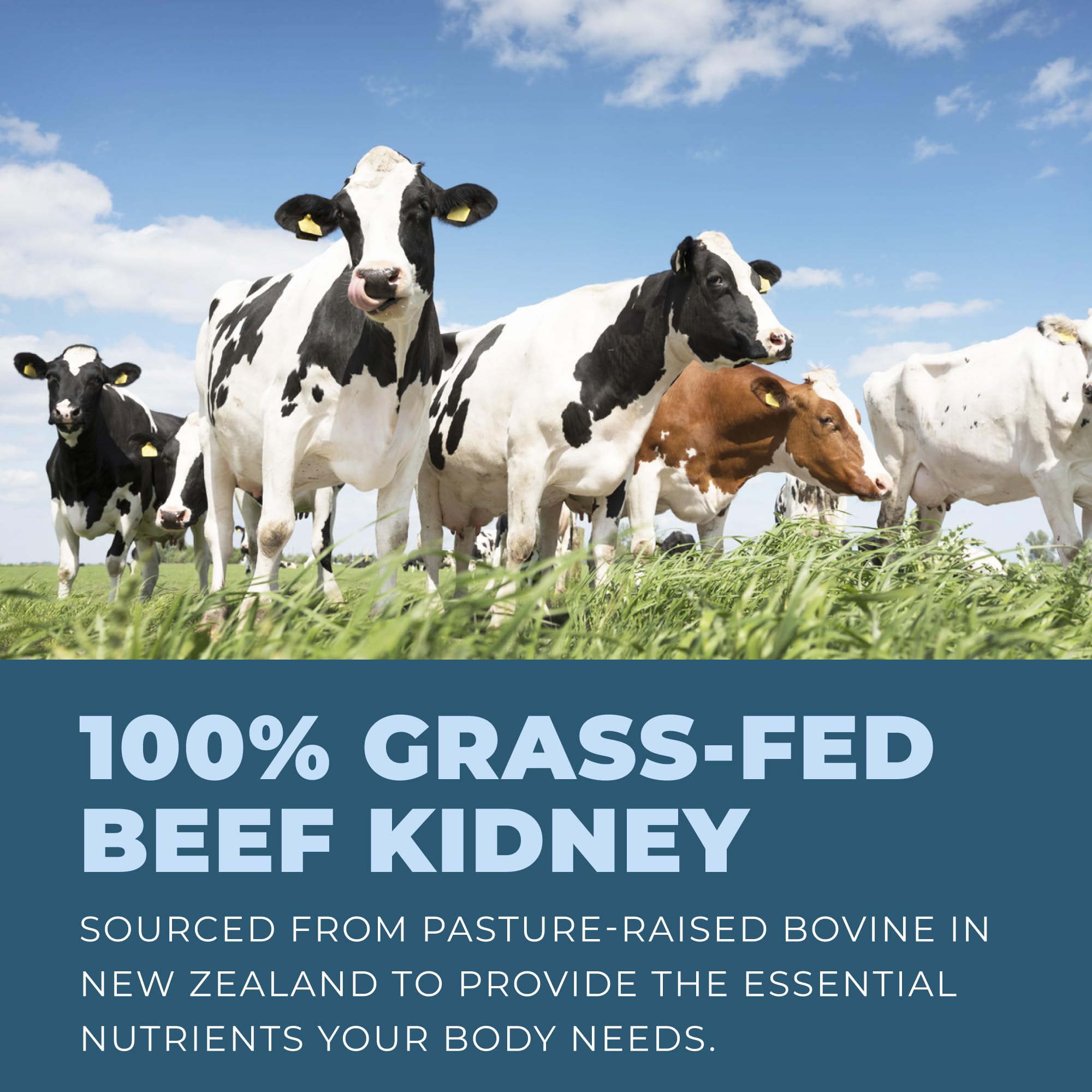Close-up of Left Coast Performance Beef Kidney Capsules
