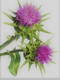 Close-up of Milk Thistle Seed inside the pouch