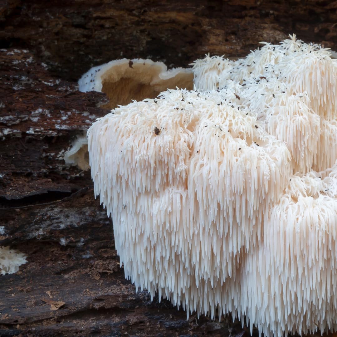 Close-up of PURE ORIGINAL INGREDIENTS Lion's Mane Capsules