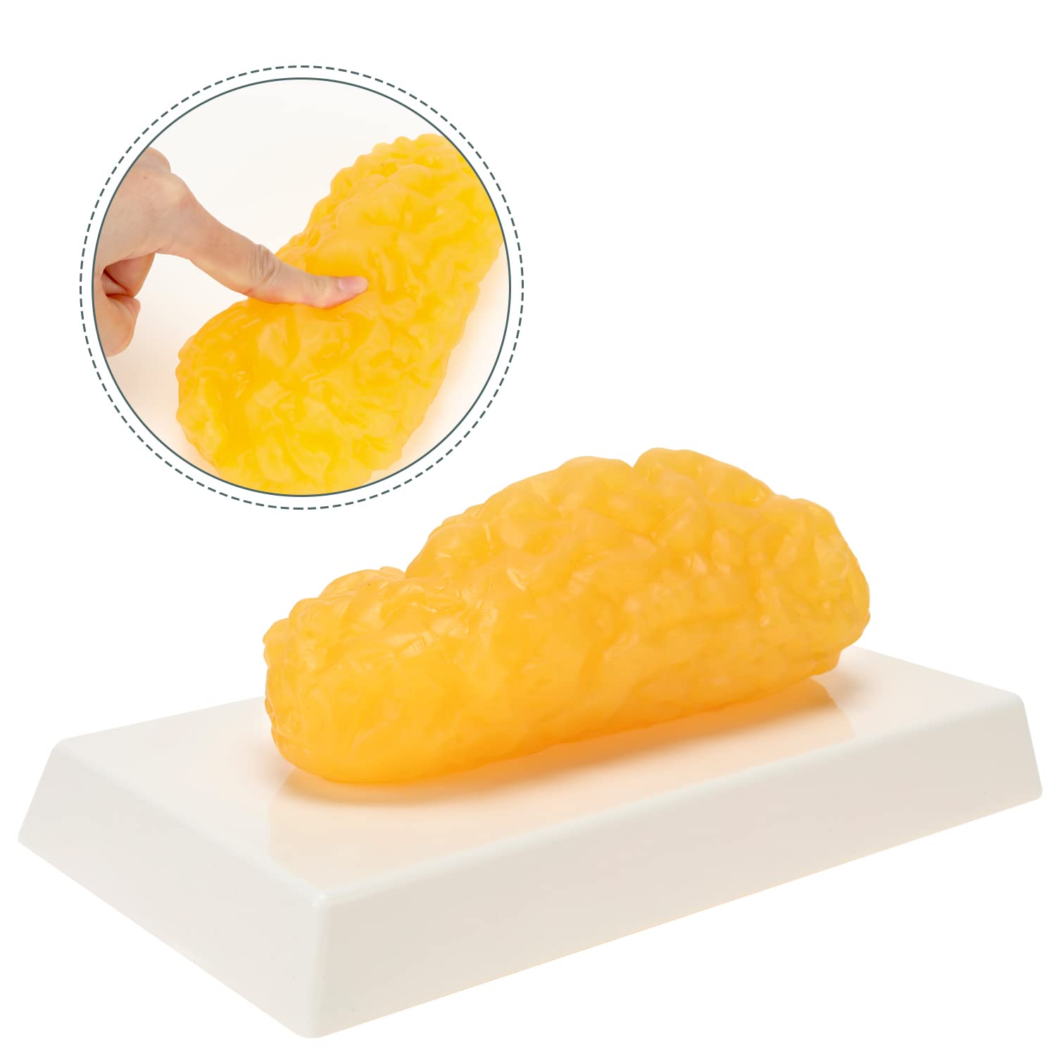 Close-up of RONTEN Human Fat Replica showing soft texture