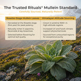 Close-up of TRUSTED RITUALS Mullein Leaf Extract capsules